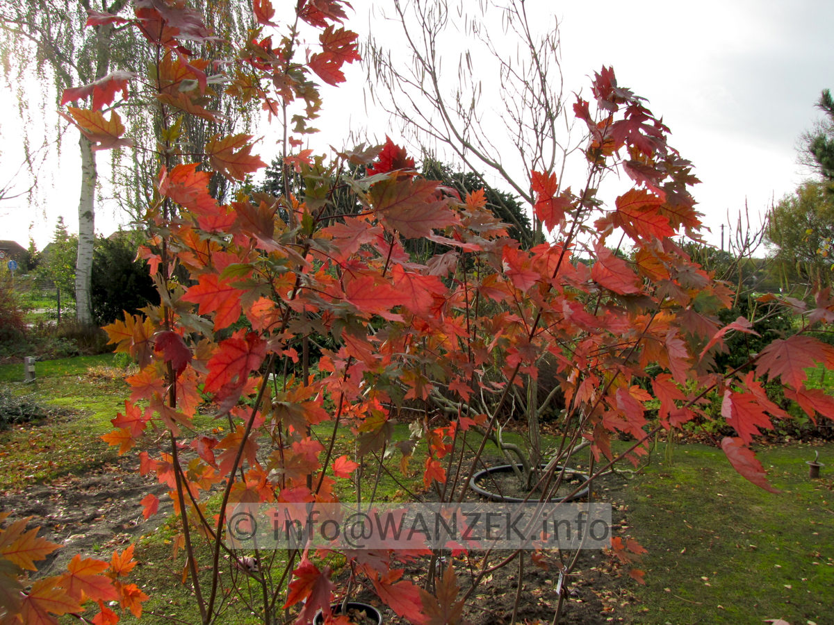 Acer rubrum Jeffersred 03.JPG